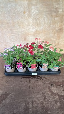 Lot 1023 - tray of 10 Mixed trailing Lobelia