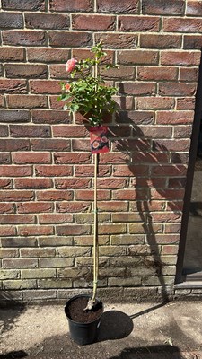Lot 1024 - highly scented standard rose - Marie Curie