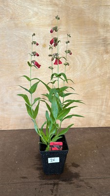Lot 1026 - Penstemon Phoenix Red/White
