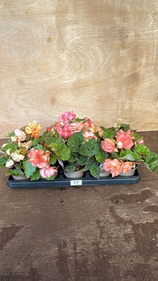 Lot 1027 - Tray of 10 Begonias
