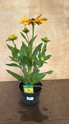 Lot 1028 - Rudbeckia Summerdaisys Yellow