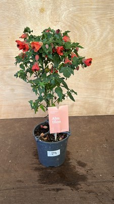 Lot 1029 - Patio Abutilon