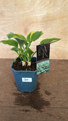 Lot 1030 - Hosta Aureomarginata