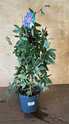 Lot 1031 - Passionflower Bloomimg dreams