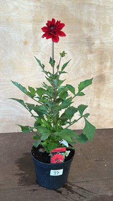 Lot 1032 - Large red Dahlia