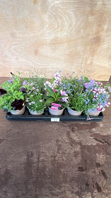 Lot 1033 - Tray of 10 mixed basket plants