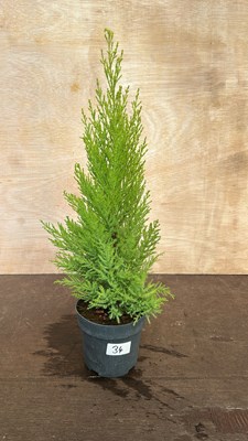 Lot 1034 - Goldcrest