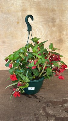 Lot 1035 - Hanging Basket with Begonias