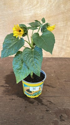 Lot 1036 - potted Sunflower