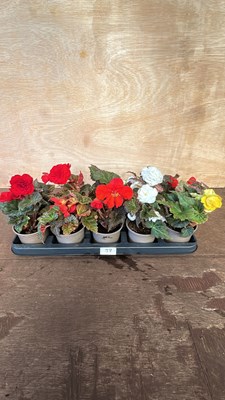 Lot 1037 - Tray of 10 mixed Begonias