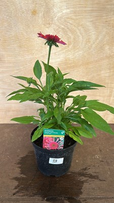 Lot 1038 - Echinacea Papello Orange pipes