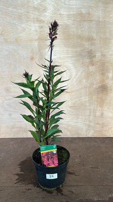 Lot 1039 - Lobelia Fanship Deep Rose