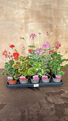 Lot 1040 - mixed tray of Geraniums