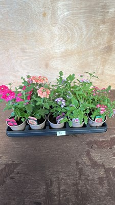 Lot 1041 - Tray of 10 mixed Lobelia