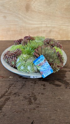 Lot 1042 - Sempervivum bowl - Hardy succulents