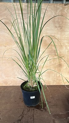 Lot 1043 - Pampas Grass
