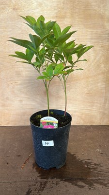 Lot 1044 - Bowl of Beauty Peony