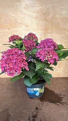 Lot 1045 - Music Collection Hydrangea
