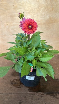 Lot 1046 - Lubega Dahlia Tropical Punch