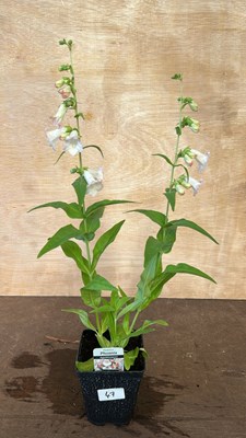 Lot 1047 - Apple Blossom Penstemon