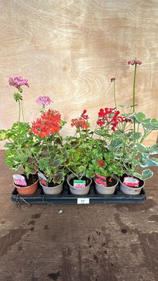 Lot 1048 - Tray of 10 Geraniums
