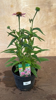 Lot 1049 - Echinacea Papello Globe Rose