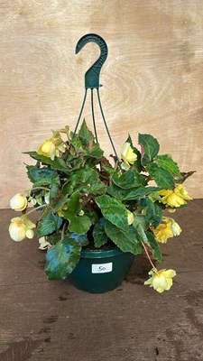 Lot 1050 - Hanging pot with Begonias