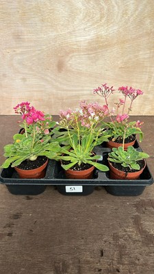 Lot 1051 - Tray of 6 Lewisia