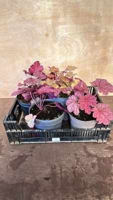 Lot 1052 - crate of 4 large Heuchera