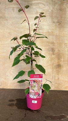 Lot 1054 - Red Flamingo Acer
