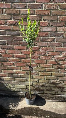 Lot 1053 - Salix Flamingo tree
