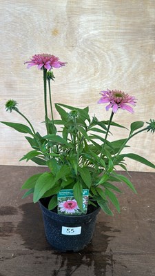 Lot 1055 - Echinacea Papallo Semi double pink