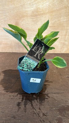 Lot 1056 - Hosta Aureomarginata