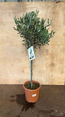 Lot 1057 - Standard Olive tree
