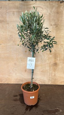 Lot 1058 - Standard Olive tree