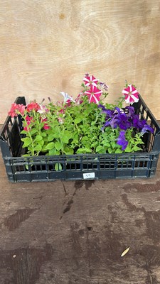 Lot 1059 - 4 x 4 packs of Petunias