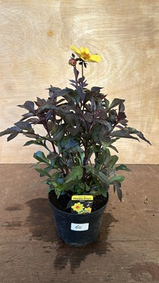 Lot 1060 - Dahlia Sunny Days