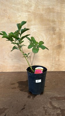 Lot 1061 - Best Man Peony