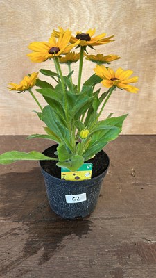 Lot 1062 - Rudbeckia Summerdaisys Yellow