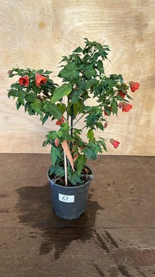 Lot 1063 - Patio Abutilon