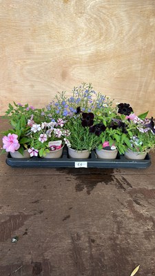 Lot 1064 - Tray of 10 mixed basket plants