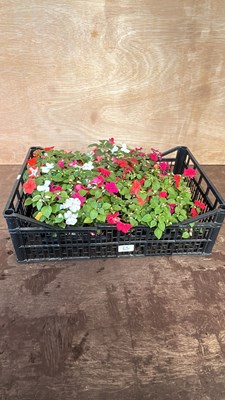 Lot 1065 - 4 x 6 packs of Busy Lizzies