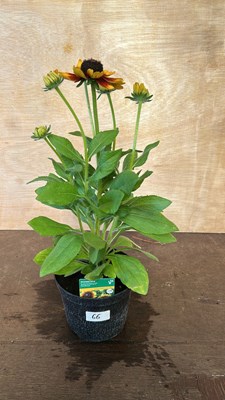 Lot 1066 - Rudbeckia Summerdaisys Red Bicolor