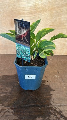 Lot 1067 - Hosta Aureomarginata