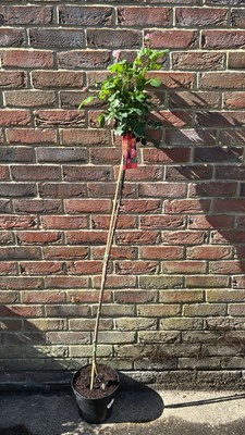 Lot 1068 - Standard Rose Leonardo De Vinci