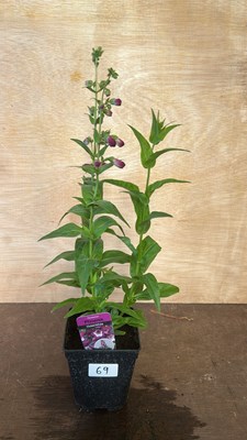 Lot 1069 - Penstemon Phoenix Violet/white