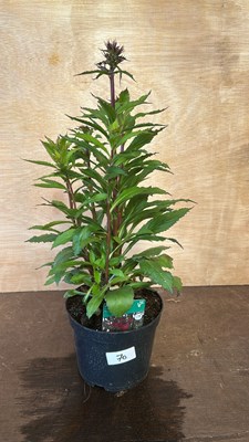 Lot 1070 - Lobelia Fanship Burgandy