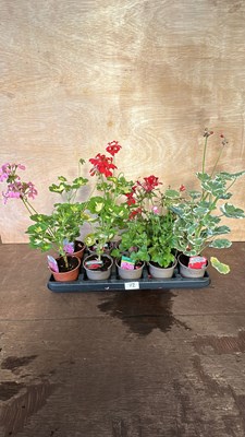 Lot 1072 - Tray of 10 Geraniums