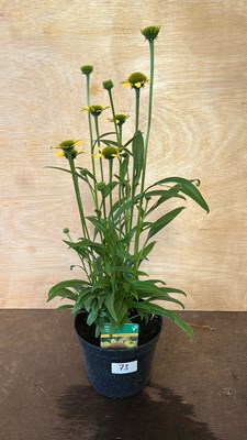 Lot 1073 - Rudbeckia Skipper Yellow