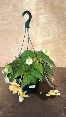 Lot 1074 - hanging pot with Begonias